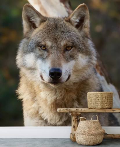 Close Up of Grey Wolf Portrait Wall Mural