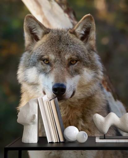Close Up of Grey Wolf Portrait Wall Mural