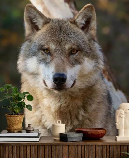 Close Up of Grey Wolf Portrait Wall Mural