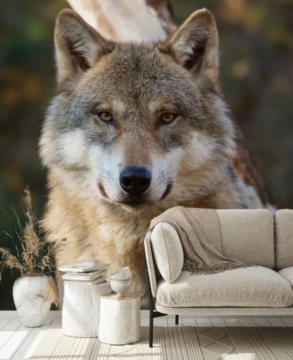 Close Up of Grey Wolf Portrait Wall Mural Close Up of Grey Wolf Portrait Wall Mural