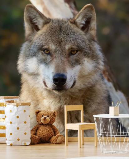 Nahaufnahme eines grauen Wolfs Portrait Wandgemälde