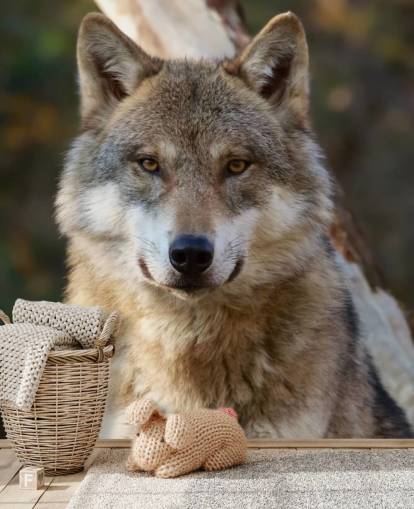 Nahaufnahme eines grauen Wolfs Portrait Wandgemälde Nahaufnahme eines grauen Wolfs Portrait Wandgemälde