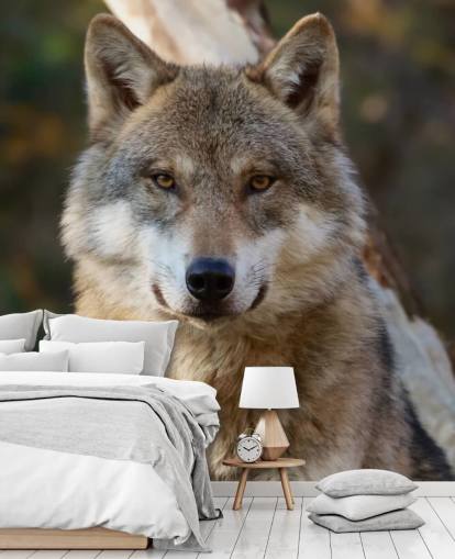 Close Up of Grey Wolf Portrait Wall Mural Close Up of Grey Wolf Portrait Wall Mural