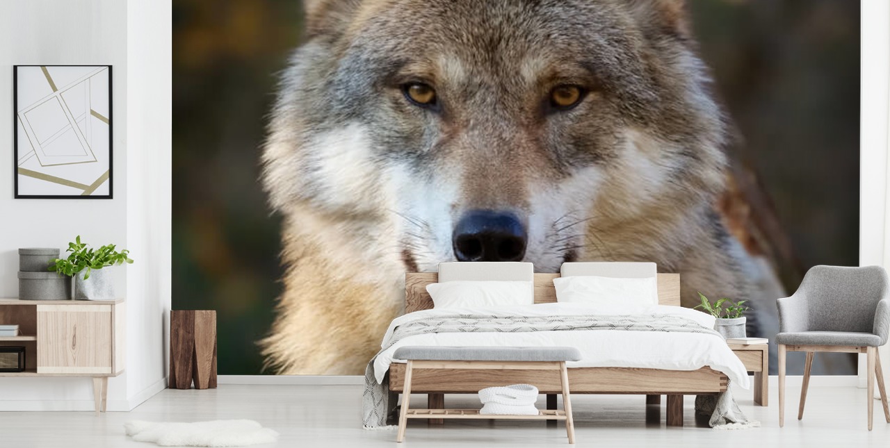 Nærbillede af grå ulv portræt vægmaleri