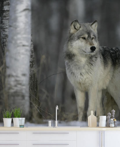 Grey Wolf in Wood Wall Mural