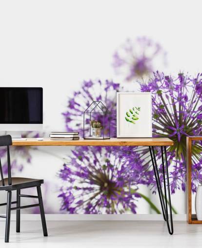 Violetti Allium kukka taustakuva Violetti Allium kukka taustakuva