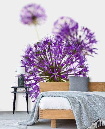 lilla allium blomst nærbilde tapet