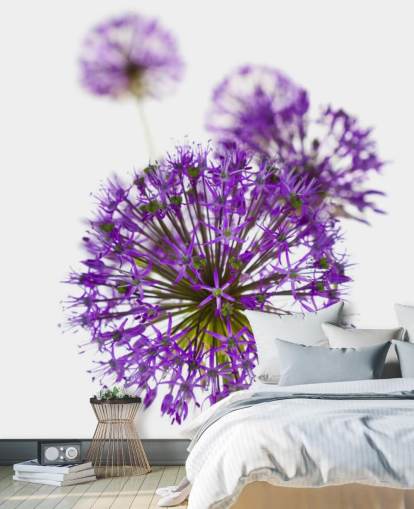 purple allium flower close up wallpaper