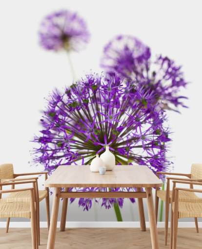 fondo de pantalla de flor de allium púrpura de cerca