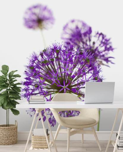 lila Allium Blume Nahaufnahme Tapete