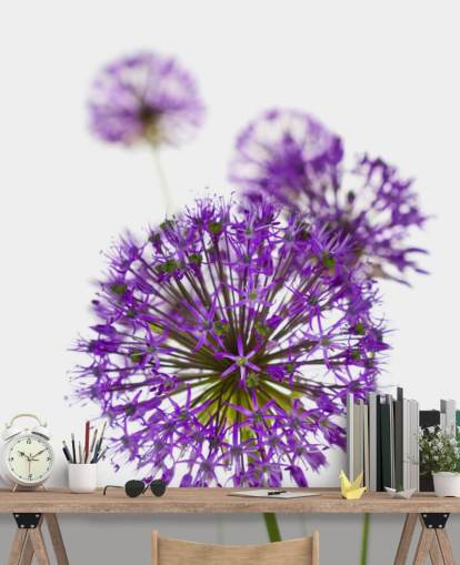 lila Allium Blume Nahaufnahme Tapete lila Allium Blume Nahaufnahme Tapete