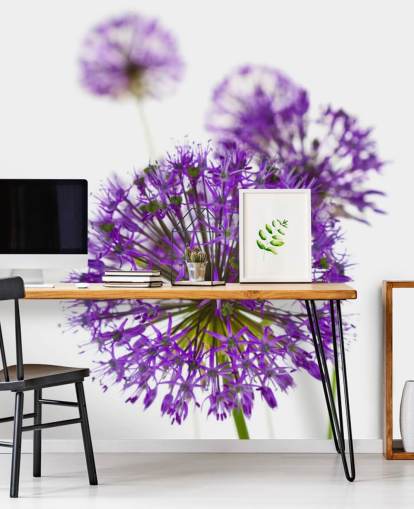 purple allium flower close up wallpaper