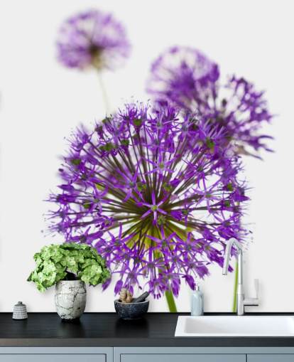 fondo de pantalla de flor de allium púrpura de cerca fondo de pantalla de flor de allium púrpura de cerca