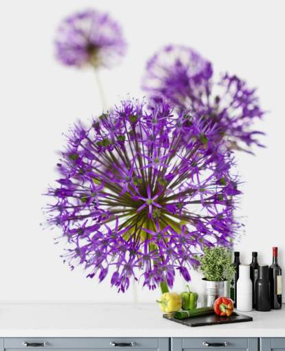 purple allium flower close up wallpaper