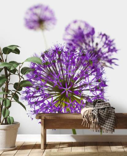 purple allium flower close up wallpaper
