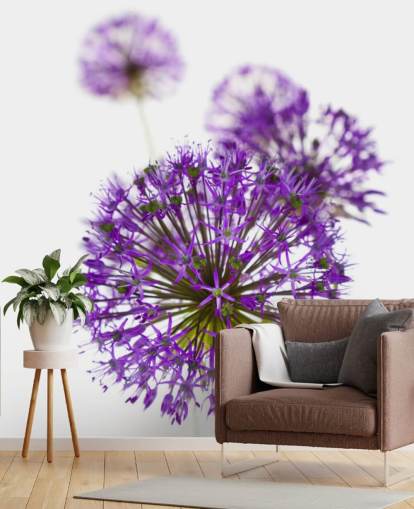 fleur d'allium violet gros plan papier peint