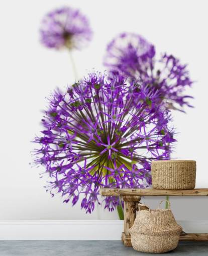 fleur d'allium violet gros plan papier peint