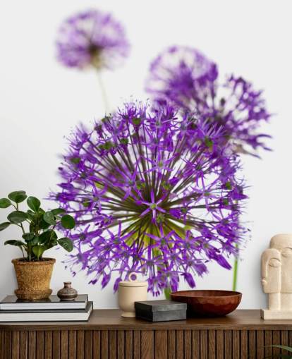 fleur d'allium violet gros plan papier peint