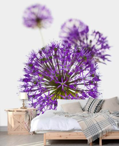 lila Allium Blume Nahaufnahme Tapete lila Allium Blume Nahaufnahme Tapete
