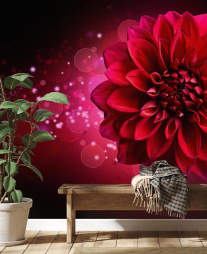 Stor rød dahlia blomsterbakgrunn Stor rød dahlia blomsterbakgrunn