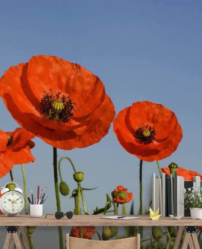 Red Poppies in a Field Wallpaper