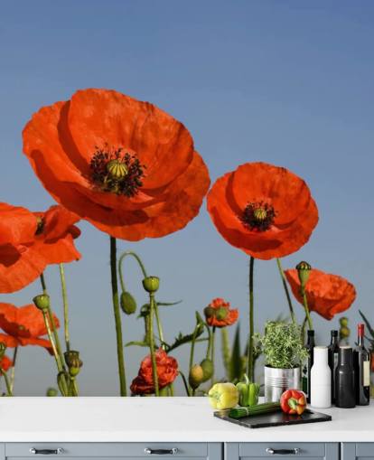 Red Poppies in a Field Wallpaper Red Poppies in a Field Wallpaper