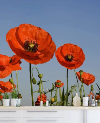 Red Poppies in a Field Wallpaper