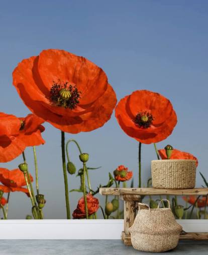 Fondo de pantalla de Amapolas rojas en un campo Fondo de pantalla de Amapolas rojas en un campo