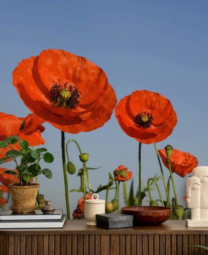 Red Poppies in a Field Wallpaper