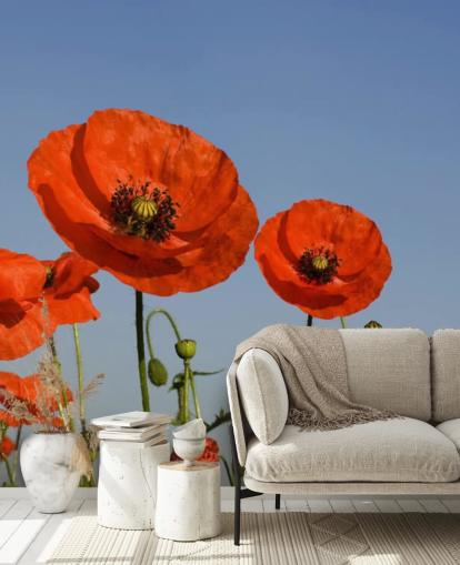 Papier Peint Coquelicots rouges dans un champ Papier Peint Coquelicots rouges dans un champ