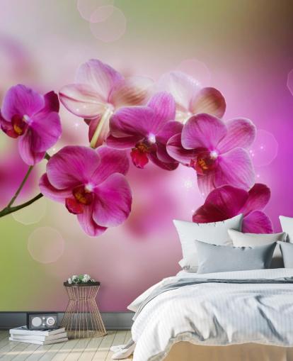 Purple Orchid Wallpaper