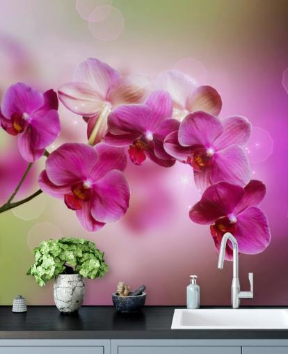 Lilla Orchid Bakgrunn Lilla Orchid Bakgrunn