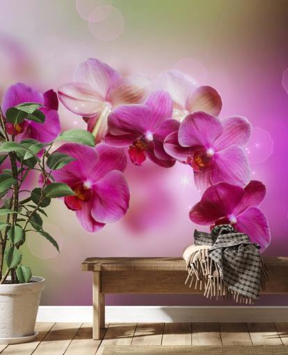 Purple Orchid Wallpaper