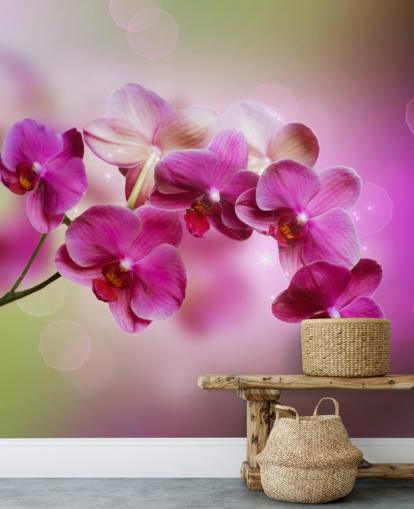 Purple Orchid Wallpaper