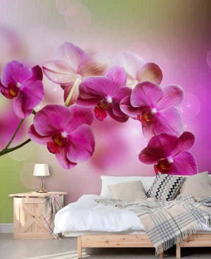 Purple Orchid Wallpaper Purple Orchid Wallpaper