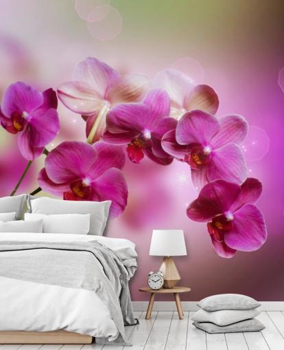 Purple Orchid Wallpaper Purple Orchid Wallpaper