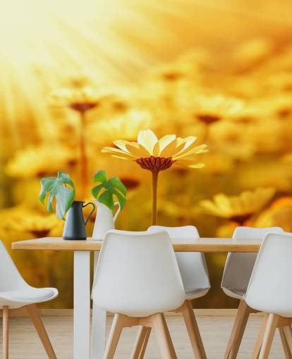 Golden Daisy Wallpaper