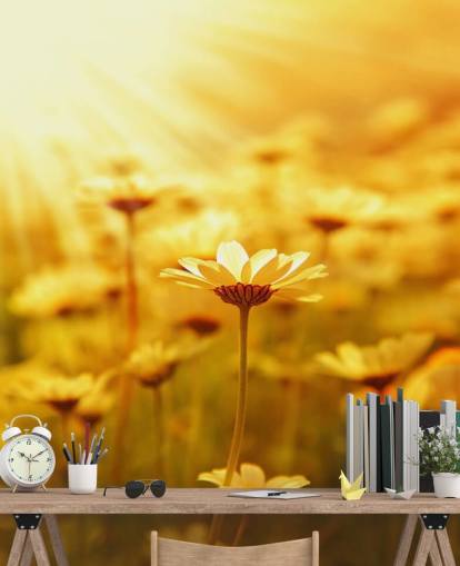 Golden Daisy Bakgrunn