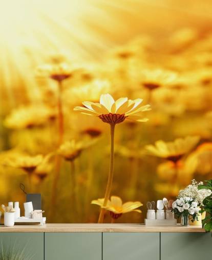 Golden Daisy Baggrund