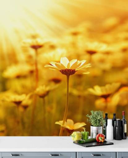 Golden Daisy Bakgrunn