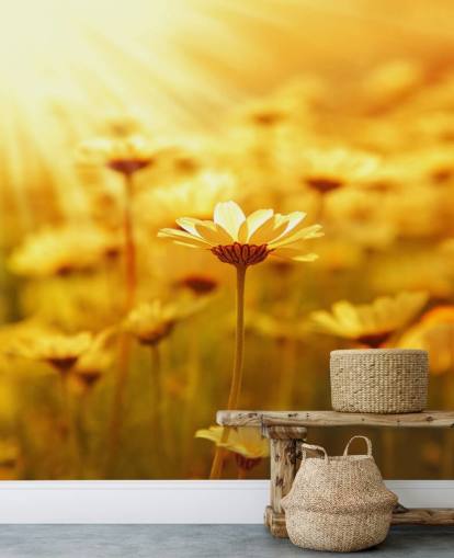 Golden Daisy Tapete Golden Daisy Tapete