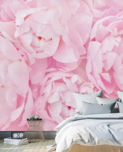 pink peonies close up wallpaper