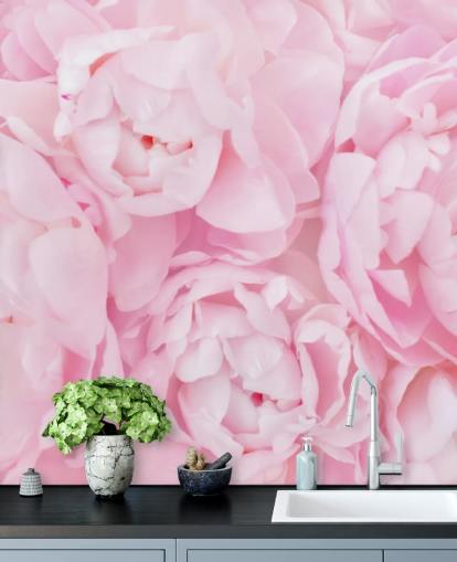 rosa peonies närbild tapeter