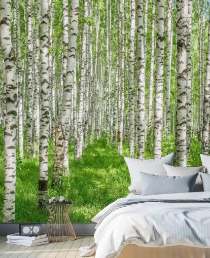 white customizable birch tree wallpaper mural called White Birch Trees for bedrooms