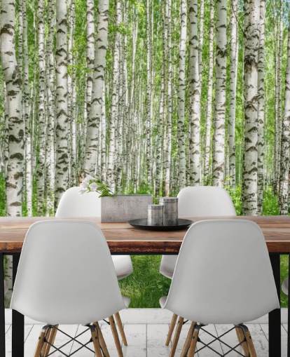white customizable birch tree wallpaper mural called White Birch Trees for bedrooms