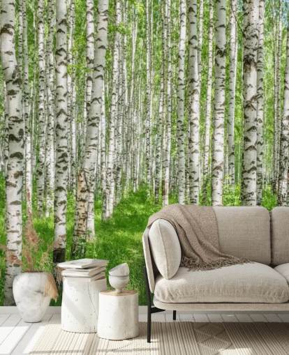 white customisable birch tree wallpaper mural called White Birch Trees for bedrooms