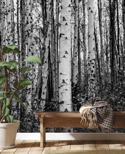 Black and White Birch Trees Wallpaper