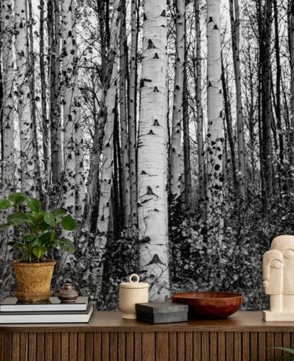 Zwart-witte berkenbomen behang