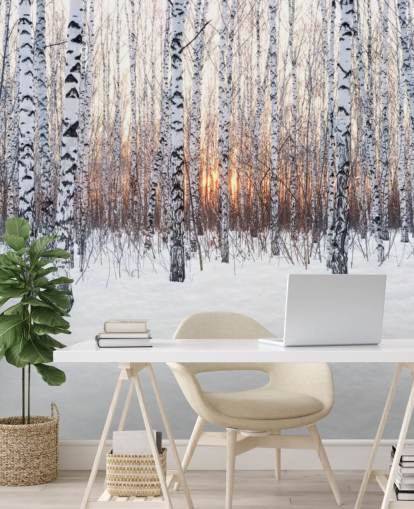 Snowy Birch Tree Woodland with Sunset Wallpaper