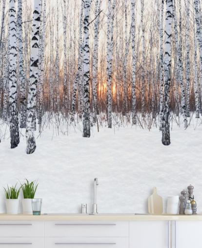 Snowy Birch Tree Woodland with Sunset Wallpaper
